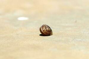 A small snail with its shell on a summer day in a city park. photo