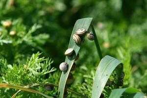 A small snail with its shell on a summer day in a city park. photo