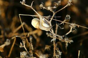 A small snail with its shell on a summer day in a city park. photo