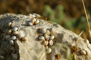 A small snail with its shell on a summer day in a city park. photo