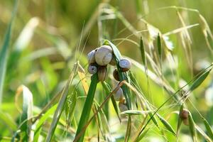 A small snail with its shell on a summer day in a city park. photo