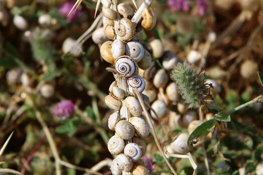 A small snail with its shell on a summer day in a city park. photo