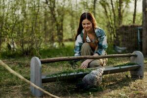 A female bird farm worker smiles and is happy pouring food into the chicken feeder in the fresh air sitting on the green grass photo