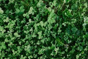 Fresh green leaves of clover grass and micro clover for lawn in the rays of summer sunlight, landscape design of a modern land plot photo