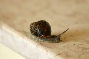 A small snail with its shell on a summer day in a city park. photo