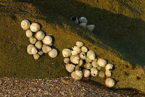 A small snail with its shell on a summer day in a city park. photo