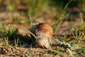 A small snail with its shell on a summer day in a city park. photo