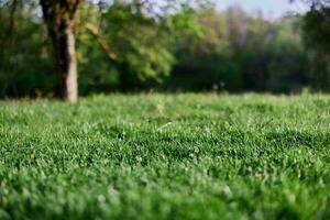 verde primavera césped creciente en un claro, tomado de cerca en luz de sol foto