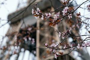 Spring in Paris. Bloomy cherry tree and the Eiffel Tower. photo