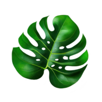 Tropical leaves in watercolor . png