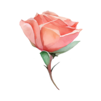 Rose acquerello . ai generato png