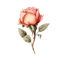Roses watercolor . png