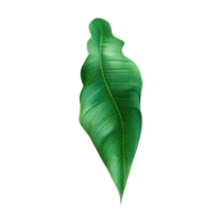 Tropical leaves in watercolor . png