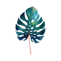 Tropical leaves in watercolor . png