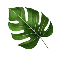 Tropical leaves in watercolor . png