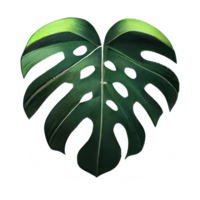 Tropical leaves in watercolor . png