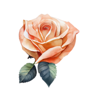 des roses aquarelle . ai généré png