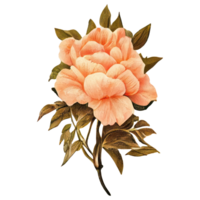 Rose acquerello . ai generato png