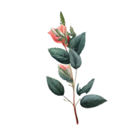 des roses aquarelle . ai généré png