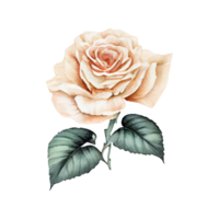 Roses watercolor . png