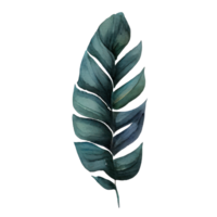 Tropical leaves in watercolor . png