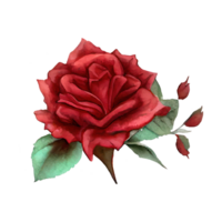 des roses aquarelle . ai généré png