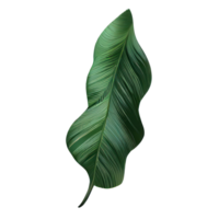 Tropical leaves in watercolor . png