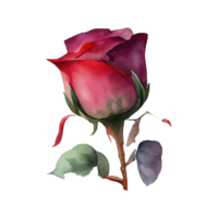Roses watercolor . png