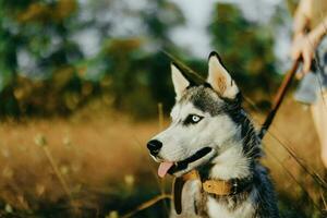 Portrait of a husky dog in nature in the autumn grass with his tongue sticking out from fatigue into the sunset happiness dog photo