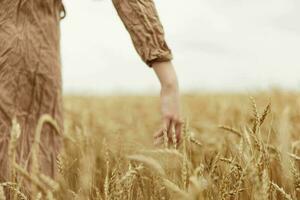 touching golden wheat field spikelets of wheat harvesting organic harvest photo