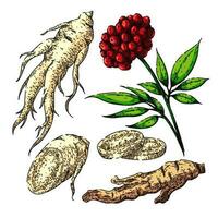 ginseng raíz conjunto bosquejo mano dibujado vector