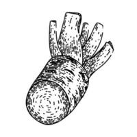 wasabi root cut sketch hand drawn vector