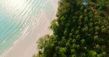 Aerial drone view of the tropical beach with clear turquoise sea, white sand and palm tree video