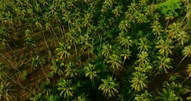 aérien drone vue de le tropical plage avec paume arbre jungle video