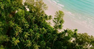 Antenne Drohne Aussicht von das tropisch Strand mit klar Türkis Meer, Weiß Sand und Palme Baum video