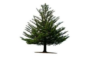 isolated tree on white background, pine tree on white backgroud photo