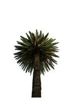 palm tree on white background, isolated photo