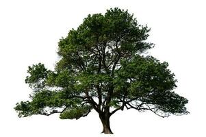 árbol aislado en blanco fondo, foto