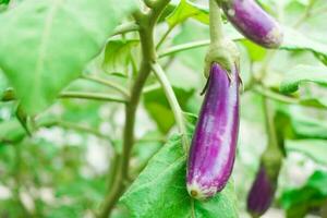 Ripe eggplant purple on tree at farm photo