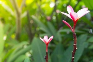 Pink frangipani tropical flower, plumeria flower fresh blooming on tree photo