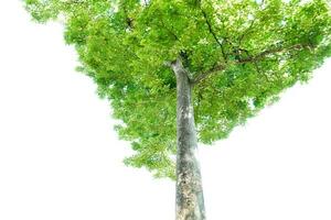 Green leaves and big tree isolated on white background photo