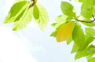 green leaf leaves budding in the spring for background,In the spring natural background with the sky and leaves photo