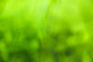 Sunny abstract green nature summer background, selective focus photo