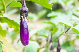 Ripe eggplant purple on tree in a garden photo