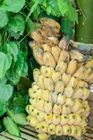 Ripe Cultivated banana photo