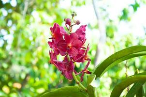 red color orchids flower close up under natural lighting outdoor are orchids blooming in the garden photo