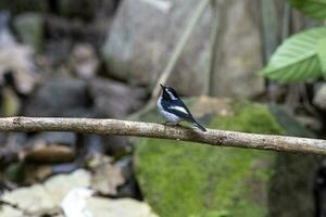 Little pied flycatcher or Ficedula westermanni observed in Rongtong in India photo