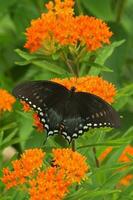 arbusto de especias cola de golondrina mariposa en naranja algodoncillo foto