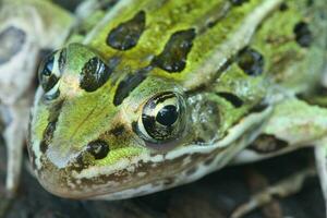 leopardo rana de cerca foto