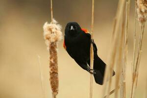 red winged blackbird on cattails photo